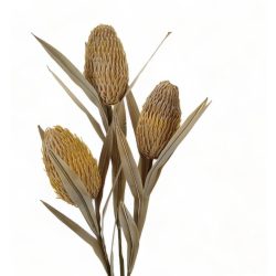 Szárított hatású Banksia, sárga
