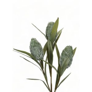 Szárított hatású Banksia, zöld
